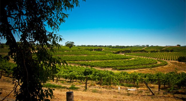 澳大利亞麥克拉倫谷葡萄酒產區